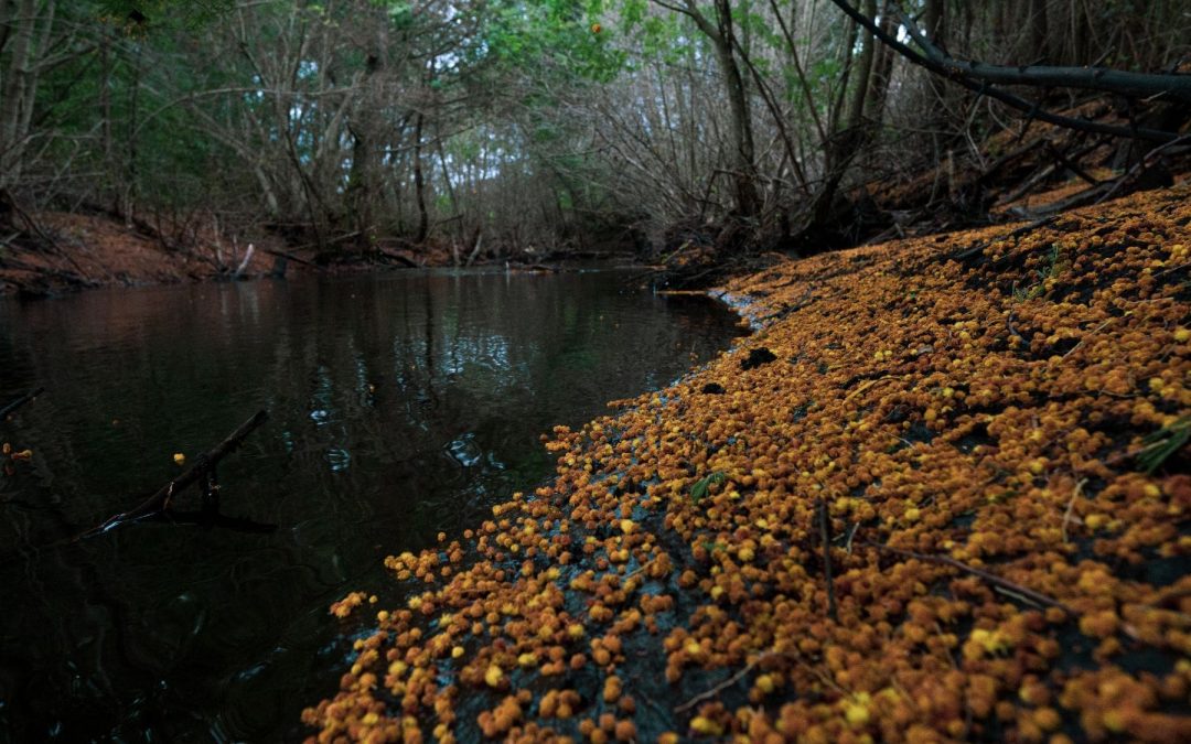 En defensa de la memoria de Yumbel