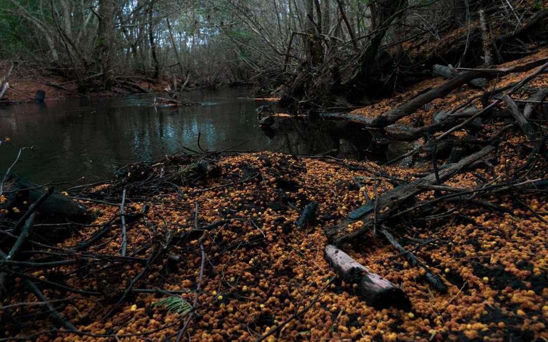 Yumbel, los tratados de paz que merecen ser recordados
