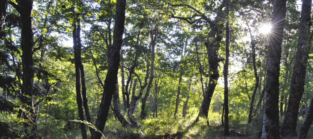 La que caminaba con el bosque