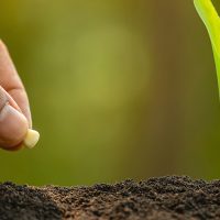mejores-practicas-y-consejos-para-siembra-de-maiz